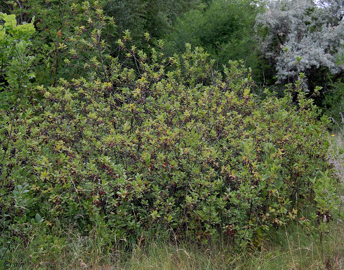 Image of Padus virginiana specimen.