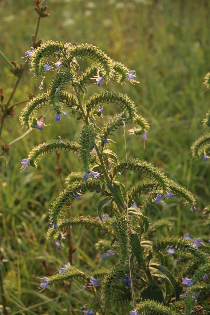 Image of Echium vulgare specimen.