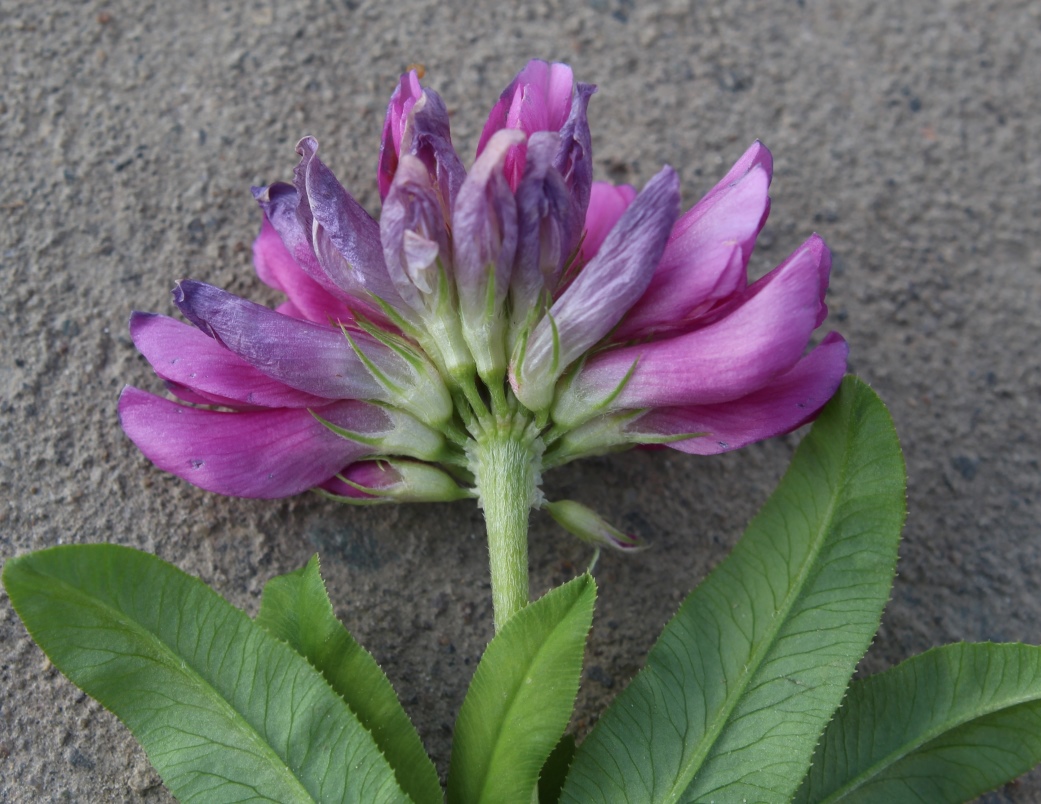 Image of Trifolium tundricum specimen.