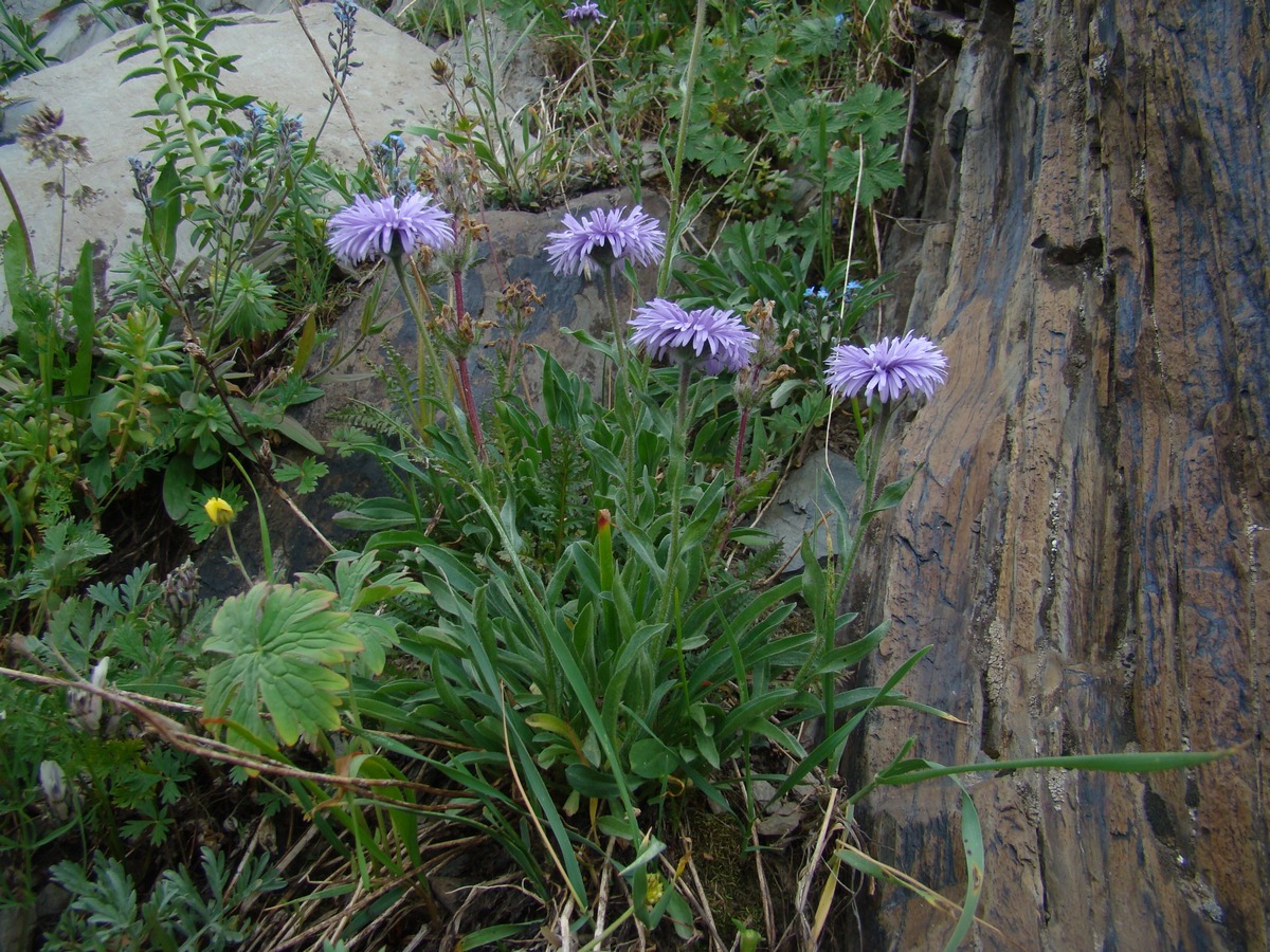 Изображение особи Erigeron azureus.