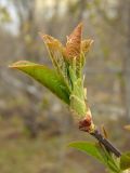 Image of taxon representative. Author is Марина Ворошилова