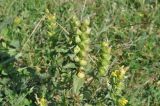 genus Rhinanthus