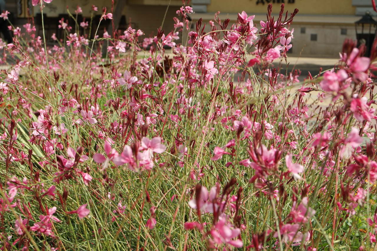 Image of Gaura lindheimeri specimen.