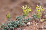 Scutellaria przewalskii