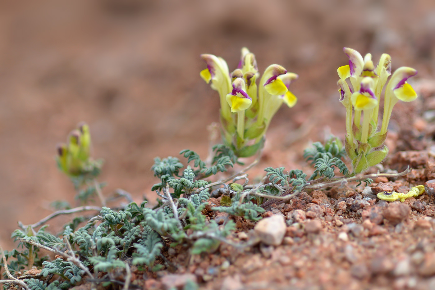 Изображение особи Scutellaria przewalskii.