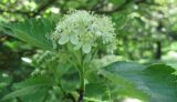 Sorbus intermedia. Соцветие. Крым, Симферополь, ботсад университета. 17 мая 2010 г.