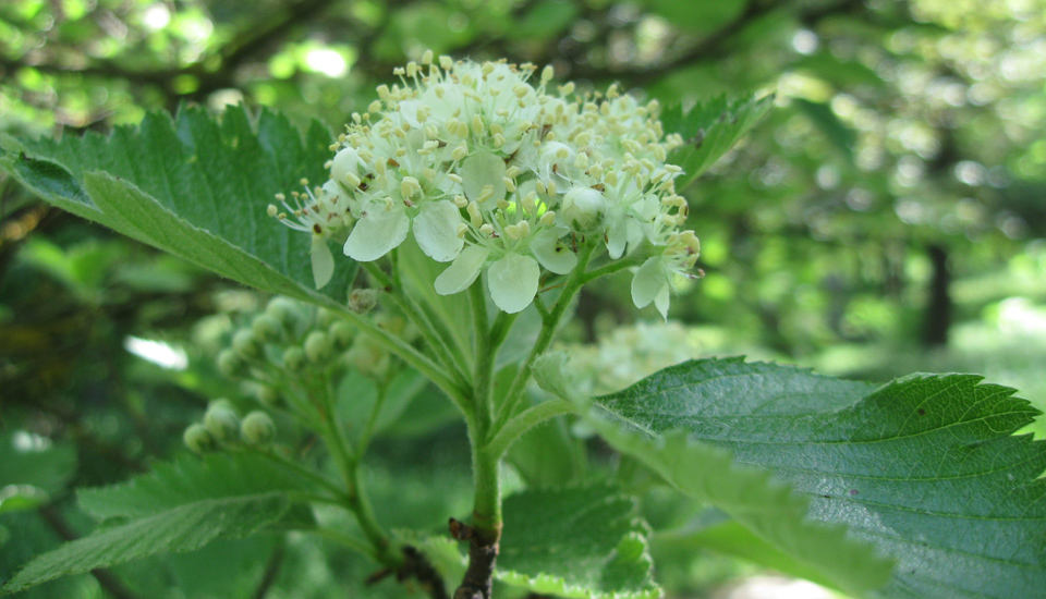 Изображение особи Sorbus intermedia.