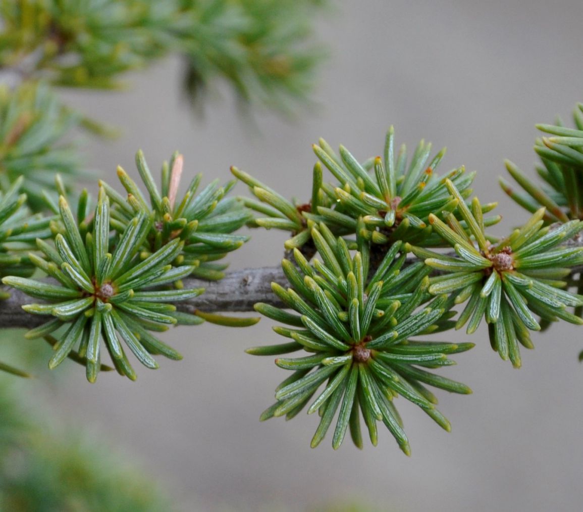 Image of Cedrus libani ssp. brevifolia specimen.