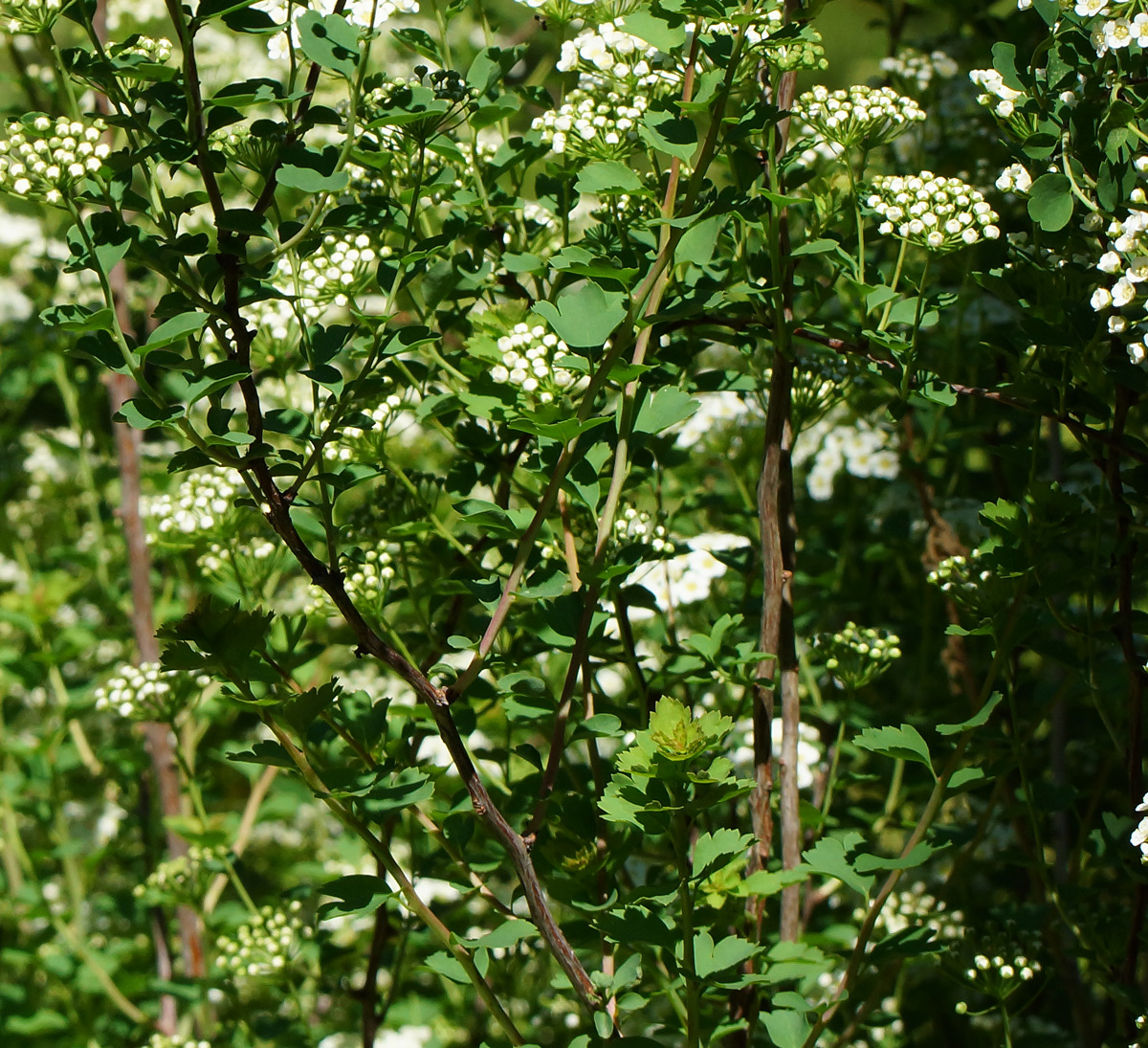 Изображение особи Spiraea trilobata.