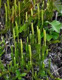 Lycopodium lagopus