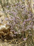 Limonium ferganense