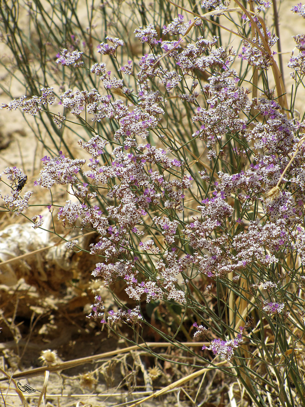 Изображение особи Limonium ferganense.