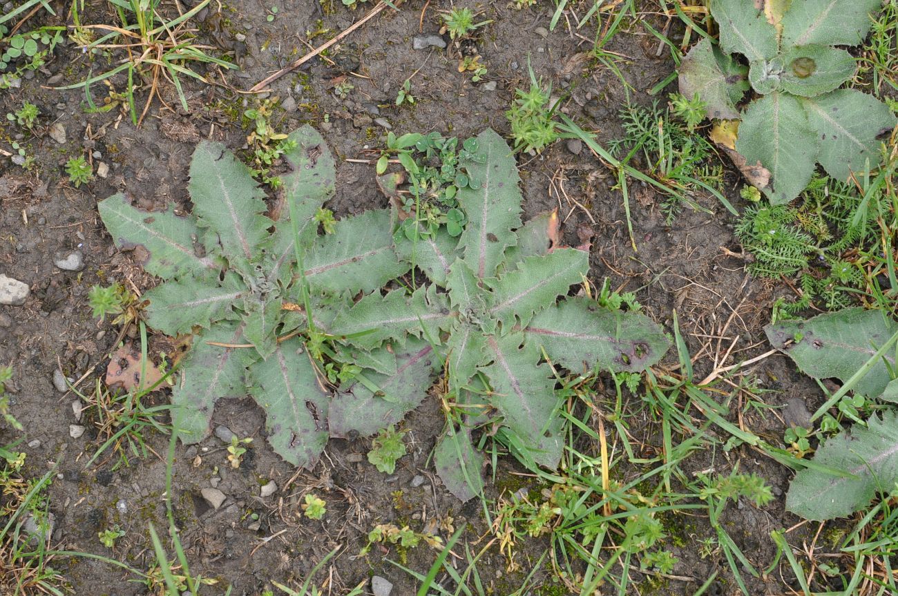 Изображение особи Hypochaeris radicata.