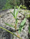 Aconogonon panjutinii. Часть плодоносящего растения. Кабардино-Балкария, Эльбрусский р-н, долина р. Ирик, ок. 2300 м н.у.м., субальпийский луг. 05.08.2018.