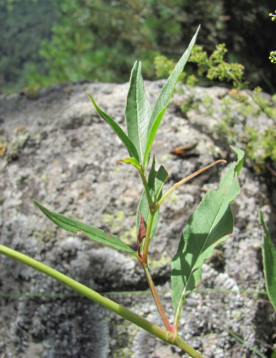 Изображение особи Aconogonon panjutinii.