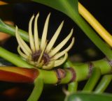 Bruguiera gymnorhiza. Отцветший цветок на верхушке побега. Танзания, автономия Занзибар, о-в Унгуджа, Central South Region, национальный парк \"Jozani Chwaka Bay\". 29.10.2018.