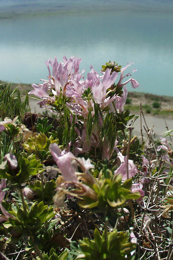 Image of Lagochilus platyacanthus specimen.