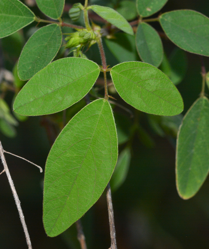 Изображение особи семейство Fabaceae.