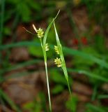 Carex pallescens. Верхушки генеративных побегов с незрелыми плодами. Московская обл., Раменский р-н, пос. Ильинский, на дачном участке. 12.07.2018.