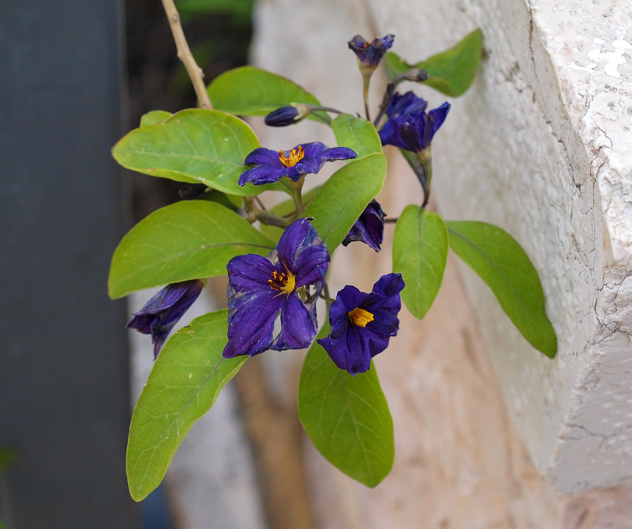 Image of Lycianthes rantonnetii specimen.