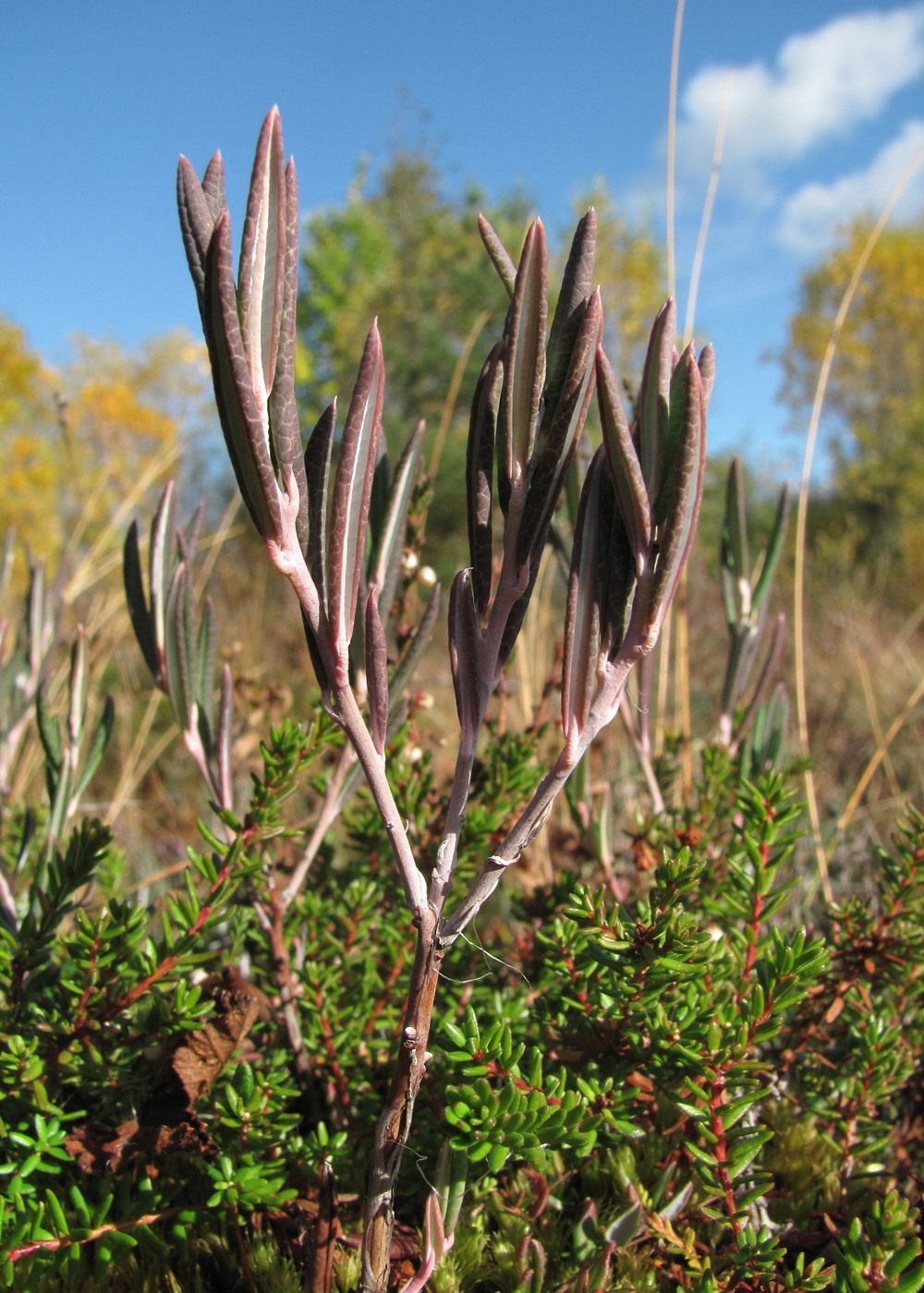 Изображение особи Andromeda polifolia.