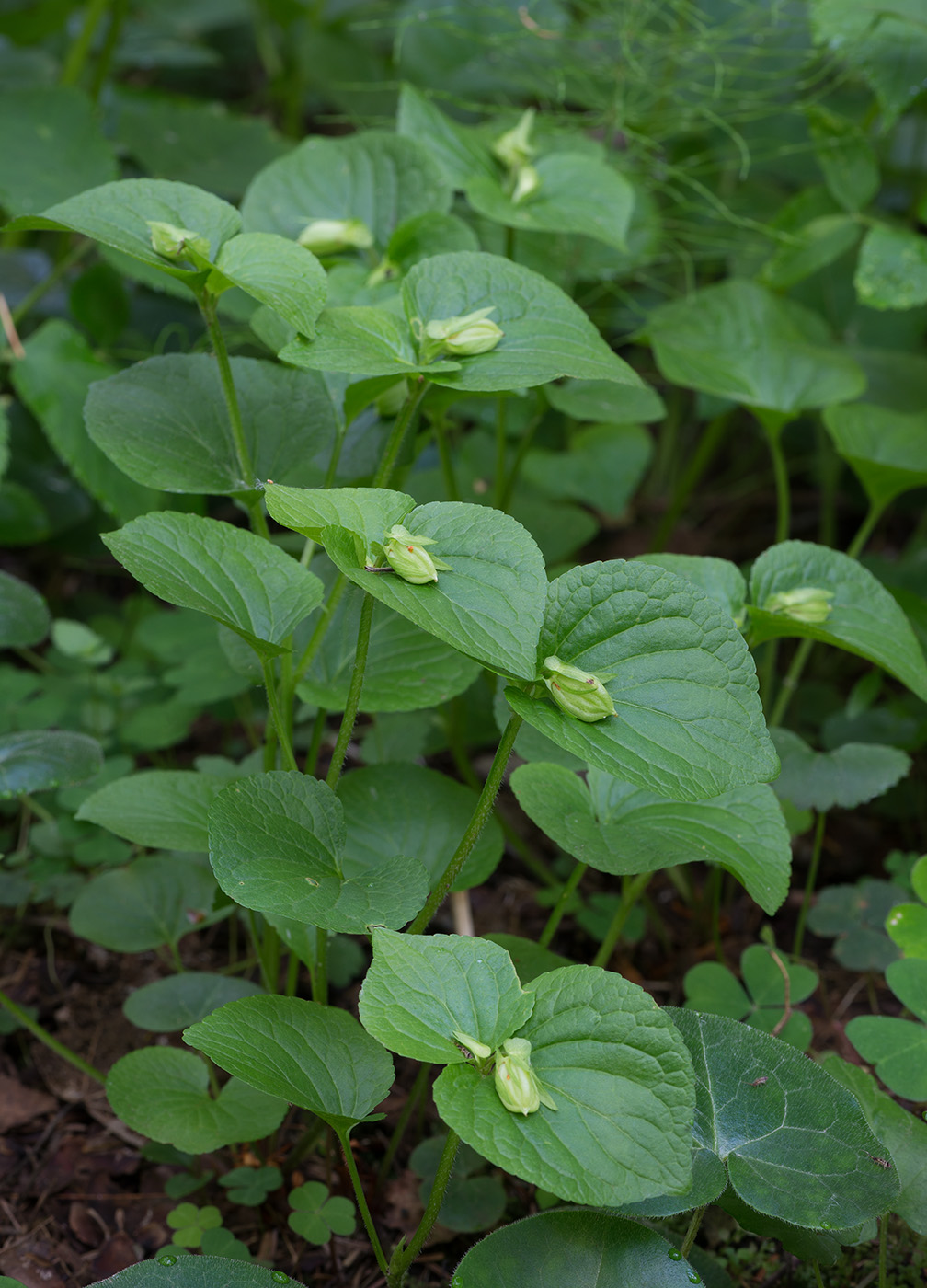 Изображение особи Viola mirabilis.