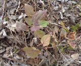 Epimedium × cantabrigiense. Второе перезимовавшее растение. Тверская обл., г. Тверь, Заволжский р-н, мкр-н Соминка, берег руч. Соминка, ивняк. 07.04.2019.
