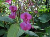 Impatiens glandulifera