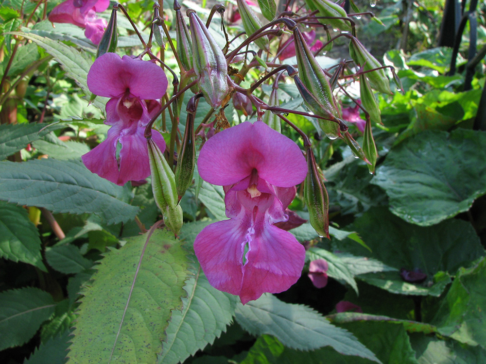 Изображение особи Impatiens glandulifera.