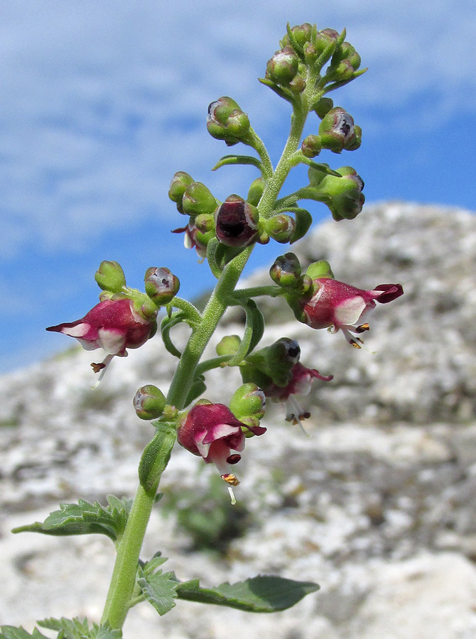 Image of Scrophularia rupestris specimen.