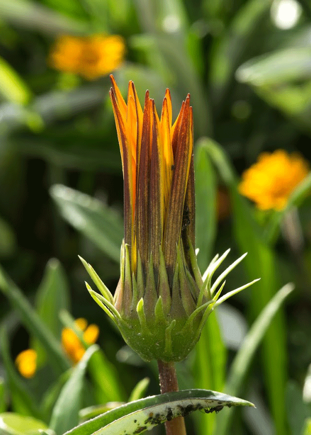 Image of Gazania &times; hybrida specimen.