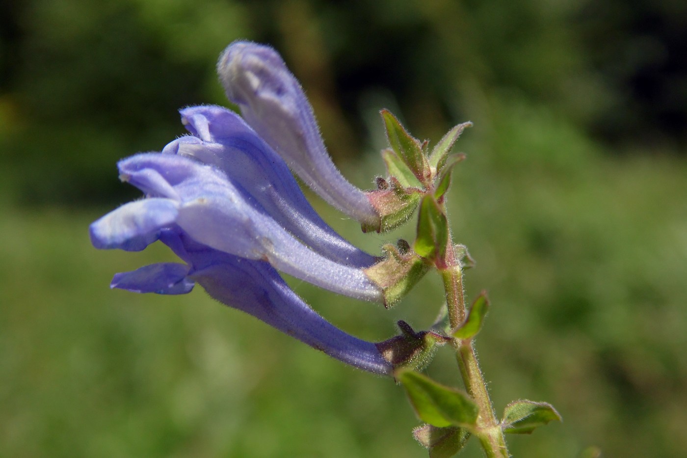 Image of Scutellaria hastifolia specimen.