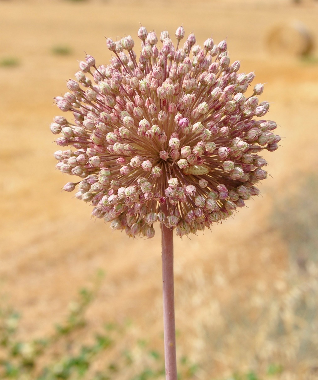 Изображение особи Allium ampeloprasum.