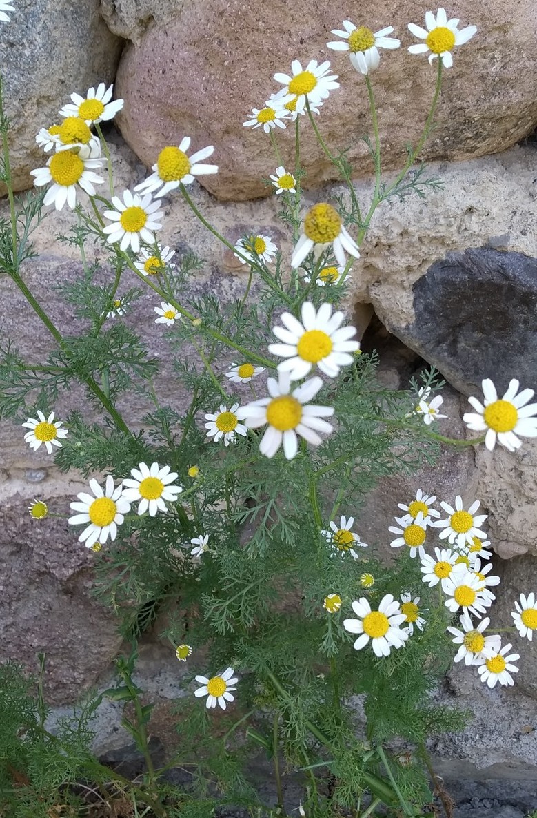 Image of genus Tripleurospermum specimen.