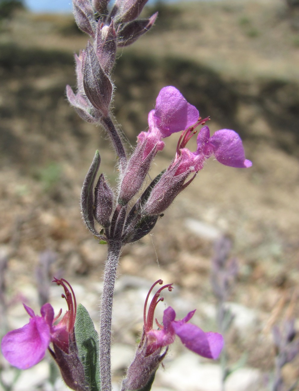 Изображение особи Teucrium canum.