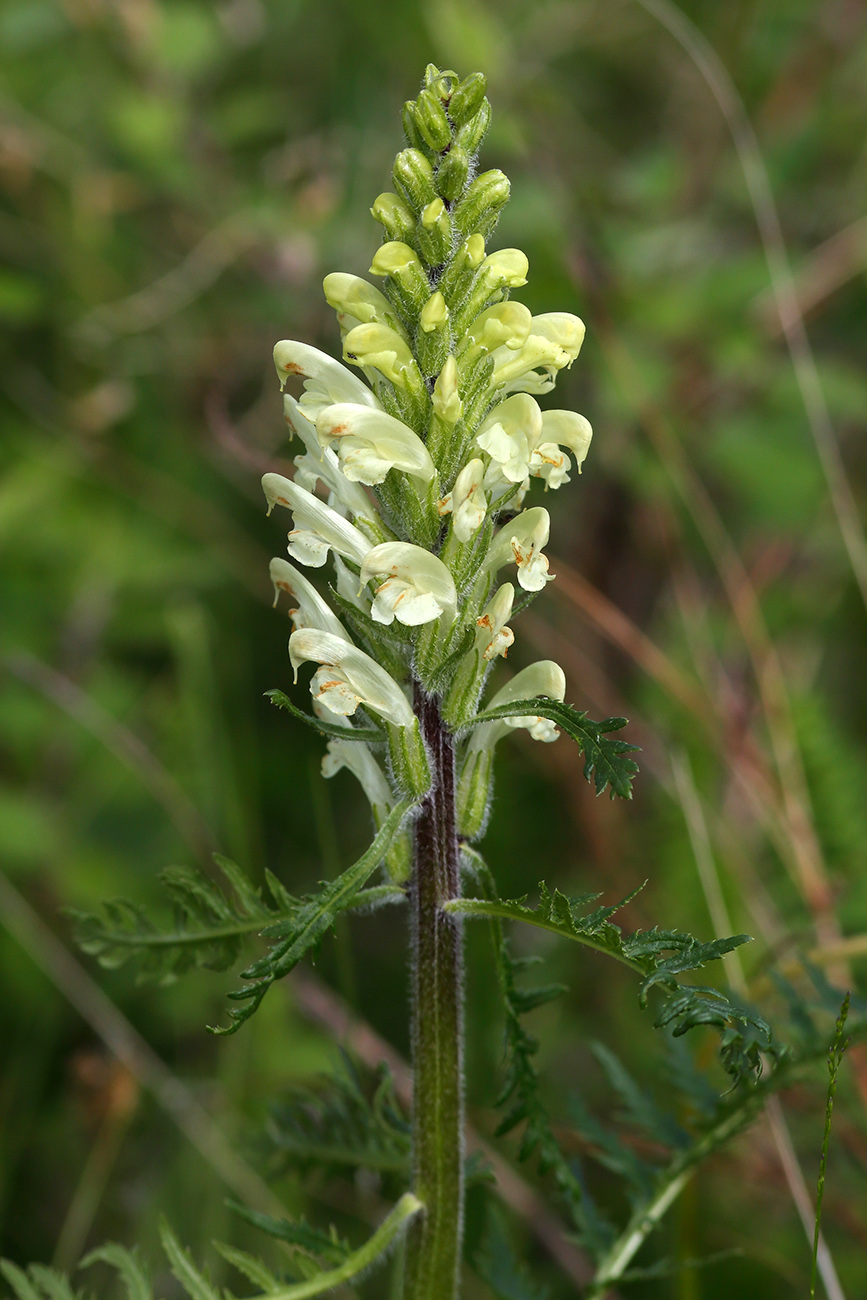 Image of Pedicularis sibirica specimen.