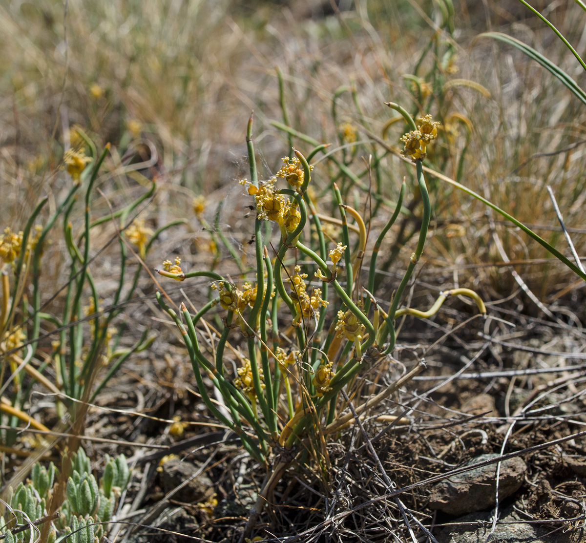 Изображение особи Ephedra distachya.