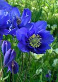 Aquilegia glandulosa. Цветки (видно железистое опушение цветоноса). Республика Алтай, Онгудайский р-н, пер. Семинский, луг среди кедрового редколесья на высоте 1700 м н.у.м. 05.07.2010.