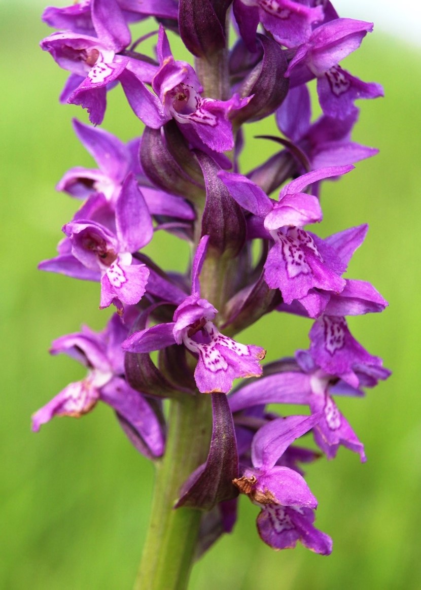 Изображение особи Dactylorhiza salina.