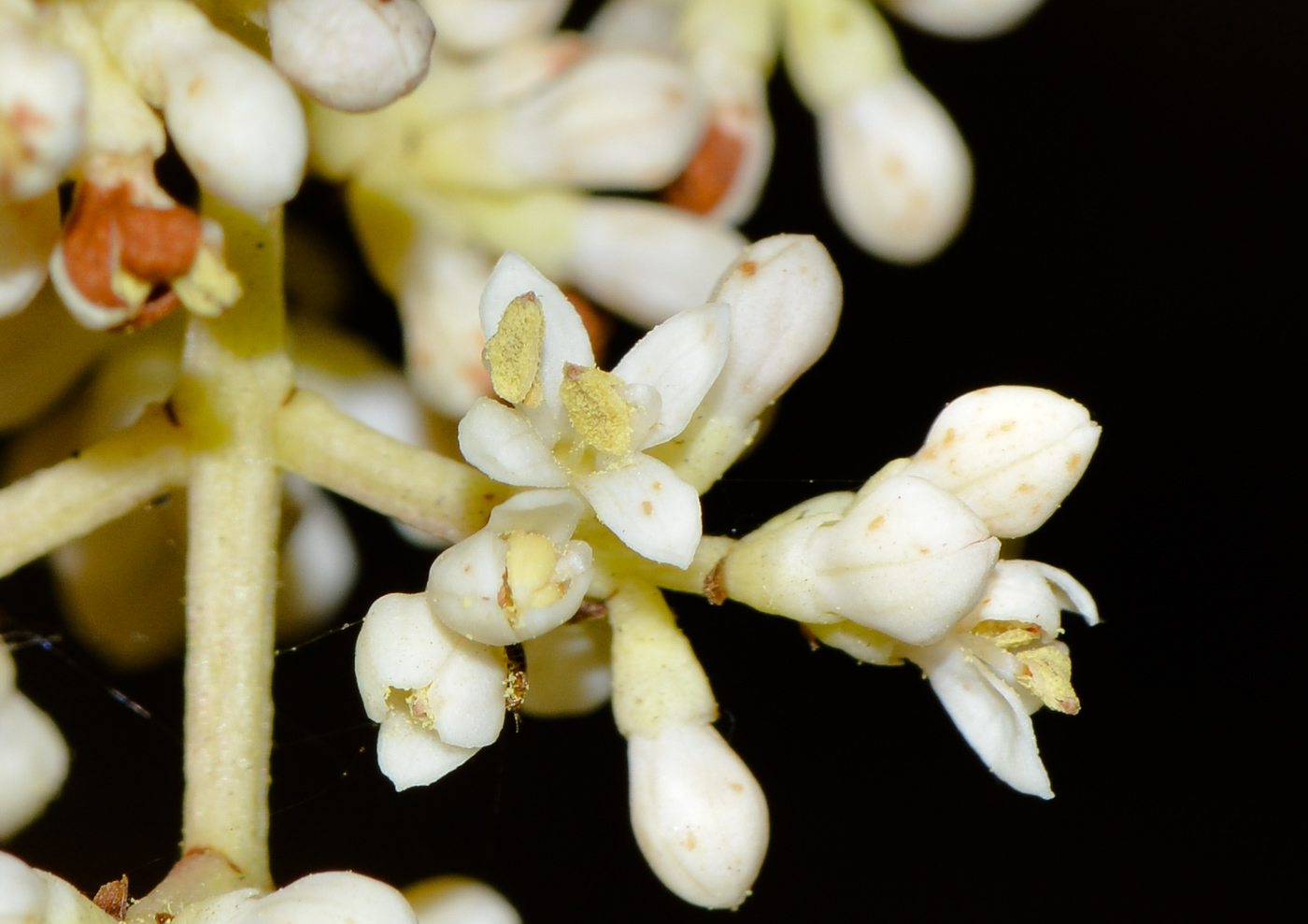 Изображение особи Ligustrum japonicum.