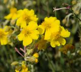 Helianthemum orientale. Верхушки побегов с цветками (в сообществе с Asperula stevenii – трубчатые розоватые венчики). Горный Крым, Главная гряда, Ай-Петринская яйла, разнотравный луг. 07.08.2019.