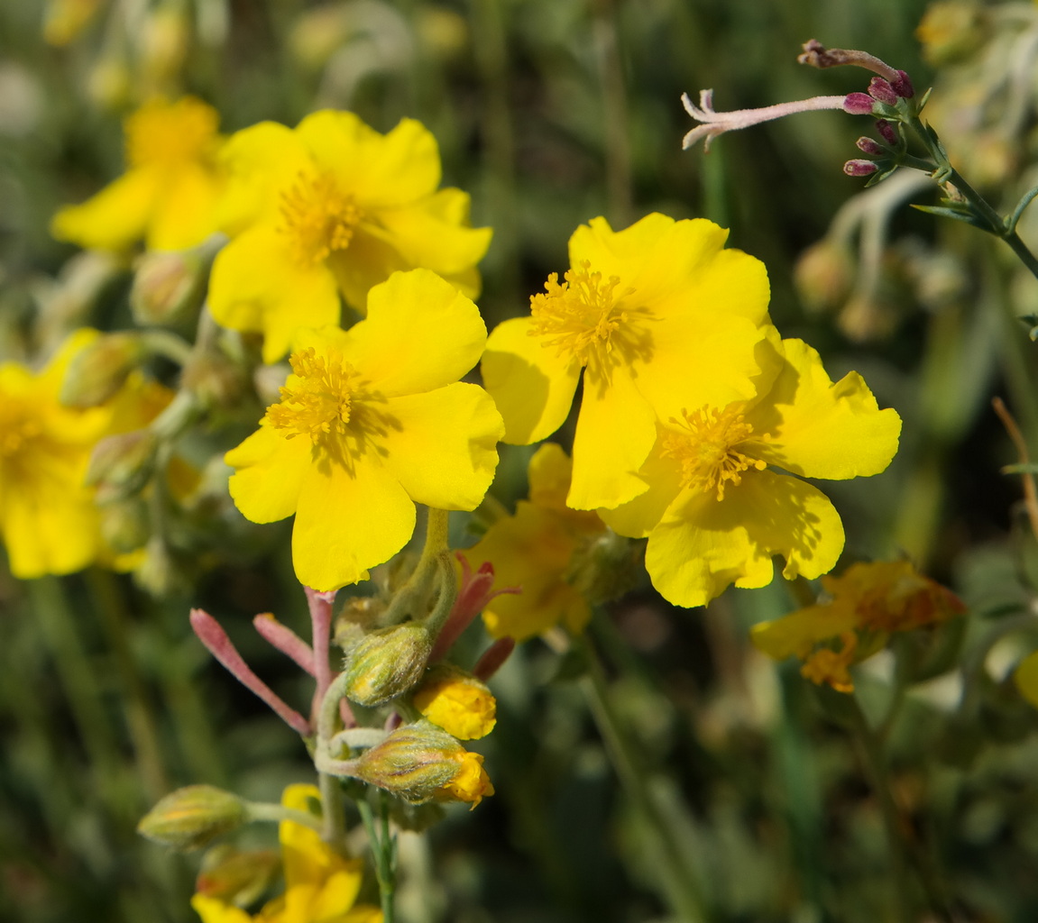 Image of Helianthemum orientale specimen.