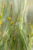 Carex serotina. Верхушка побега с соплодиями (внизу) и отцветшим мужским соцветием. Ленинградская обл., Гатчинский р-н, окр. пос. Пудость, сыроватый разнотравный луг в понижении на месте заброшенного травертинового карьера. 29.06.2019.