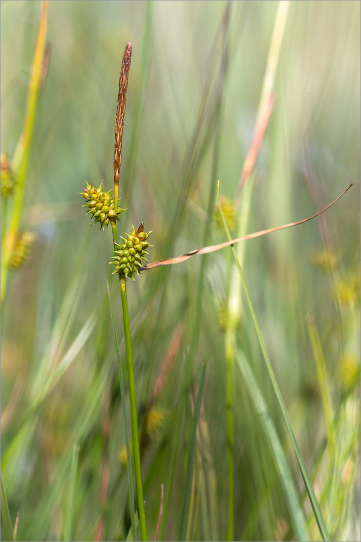 Image of Carex serotina specimen.