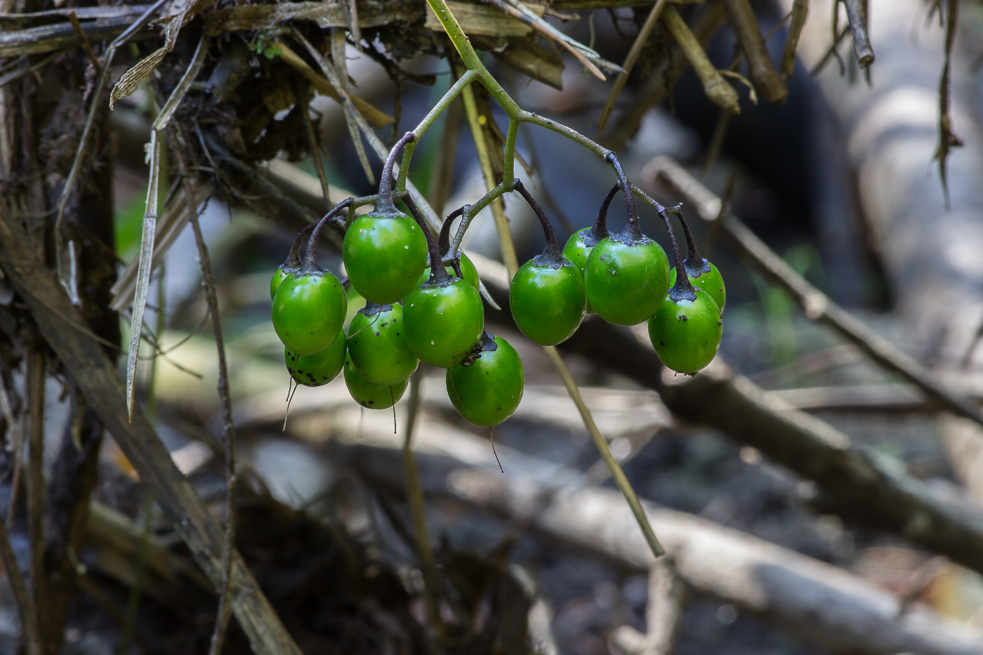 Image of Solanum kitagawae specimen.