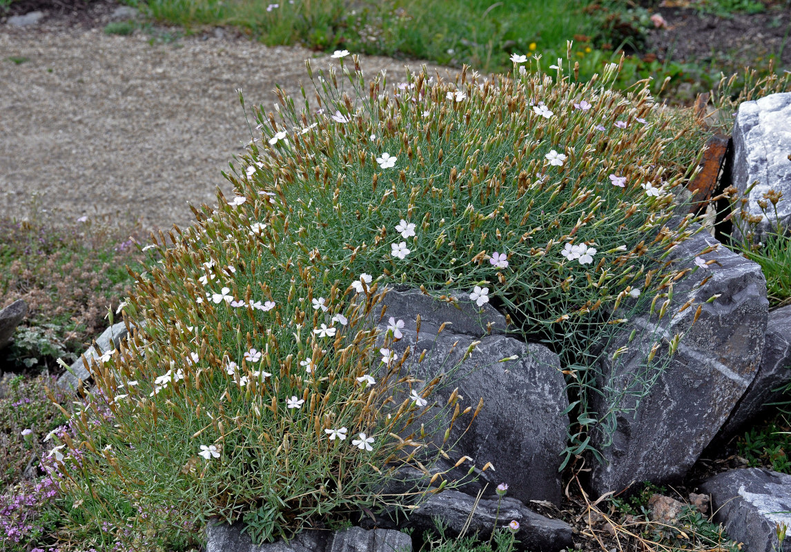 Image of Dianthus ramosissimus specimen.