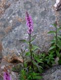 Stachys palustris. Цветущее растение. Челябинская обл., Катав-Ивановский р-н, долина р. Тюлюк, каменистый участок берега. 30.07.2019.