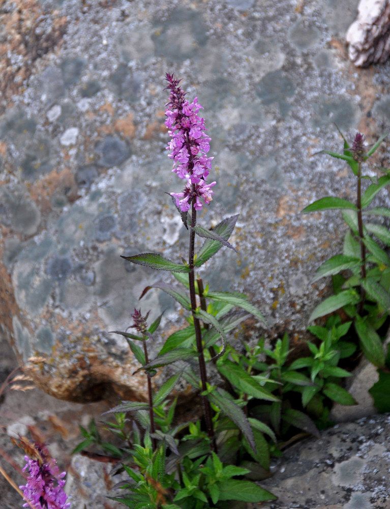 Изображение особи Stachys palustris.