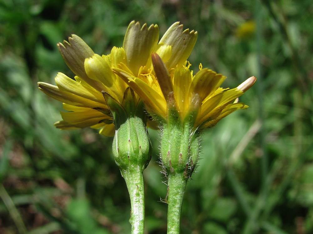 Изображение особи Leontodon saxatilis.