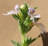 Euphrasia fennica